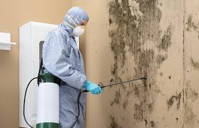 Trusted Kenosha, WI Mold Removal Services Experts